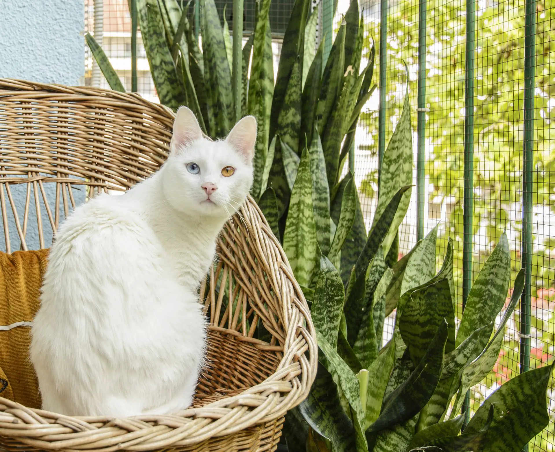 Is Snake Plant Toxic To Cats?