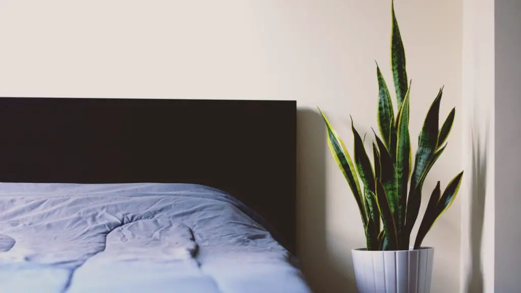 snake plant in bedroom improve sleep