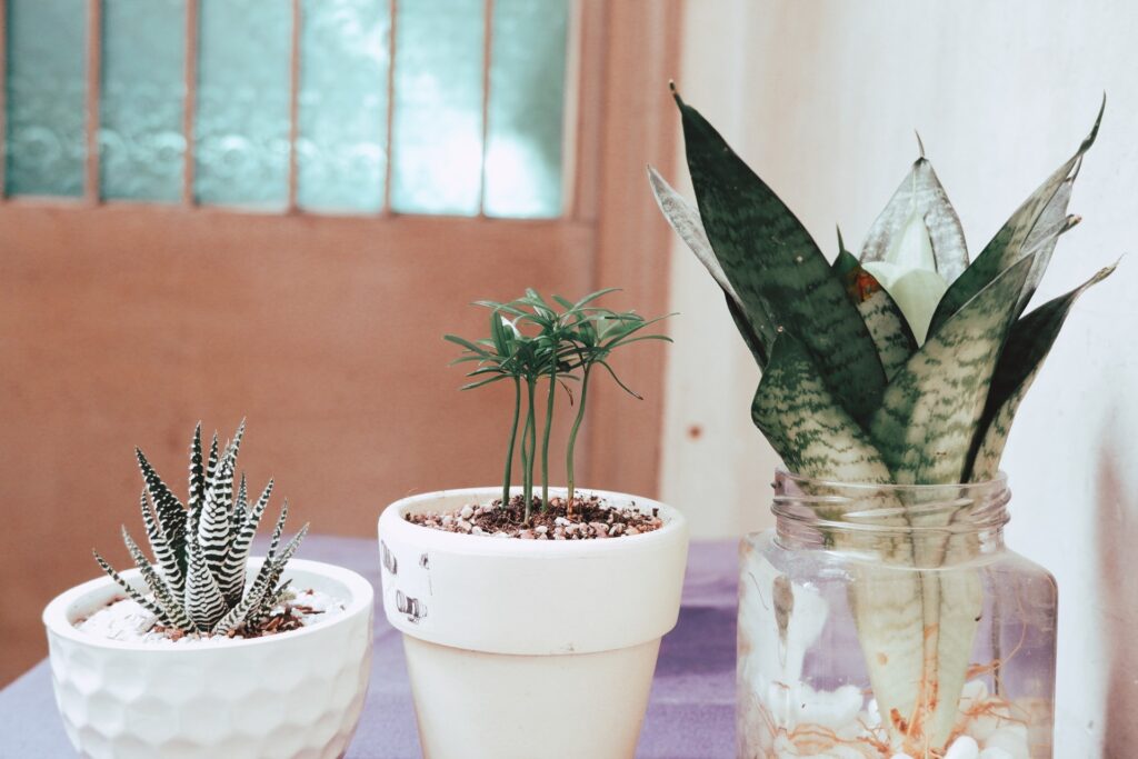 Grow Snake Plant In Water – No Soil Indoor Care Guide Snake plant in water