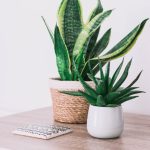 snake plant in a pot 2718447 683x1024 1