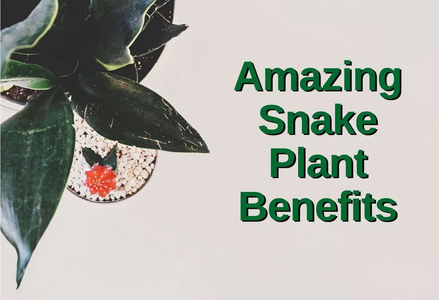 benefits of snake plant