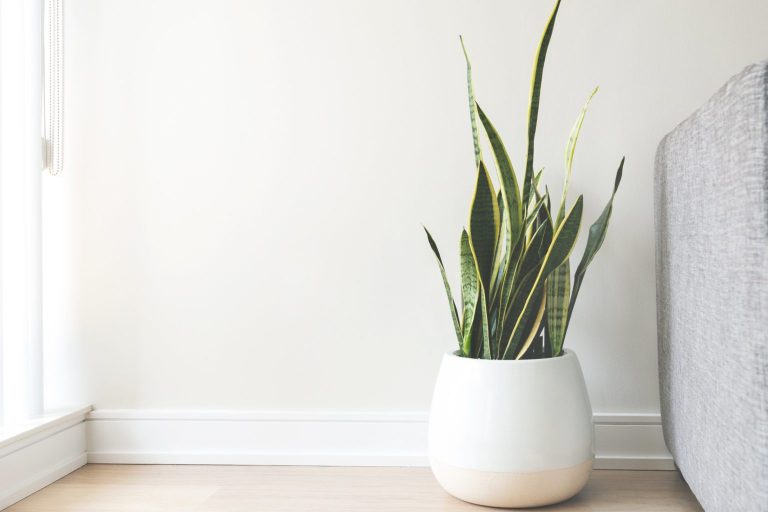 house plant in white pot 1536x1024 1