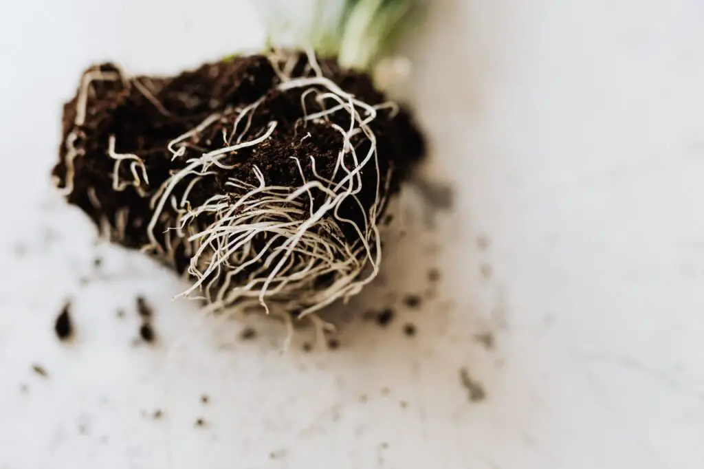 roots of green seedling with soil 4202324 1024x682 1