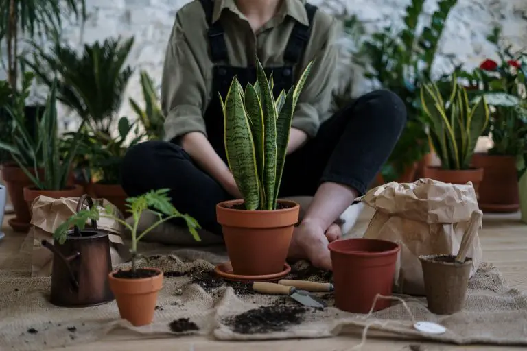 photo of person sitting near potted plants 4503261