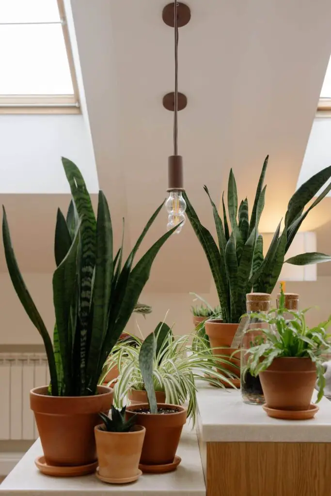 Snake plant: Meaning, characteristics, planting and care