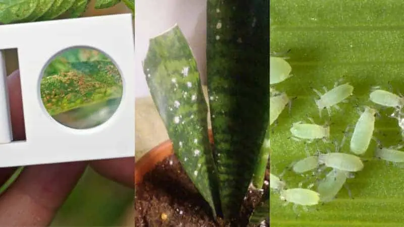 snake plant leaf spots 2