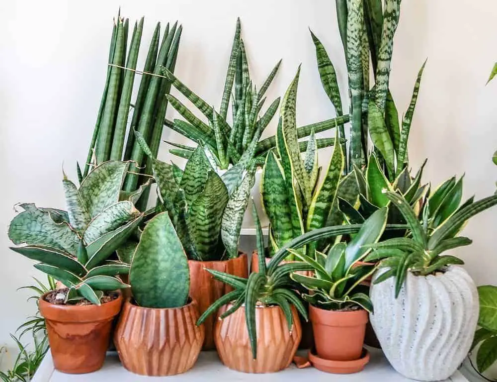 How to propagate a snake plant