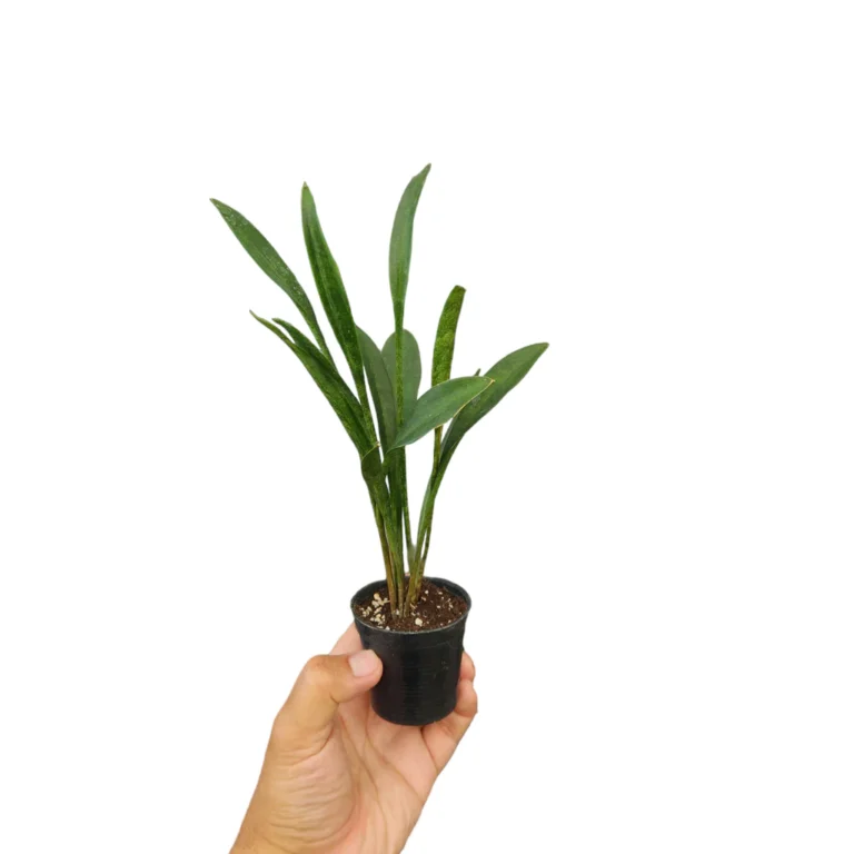 PhotoRoom 20230802 082038 1024x1024.png