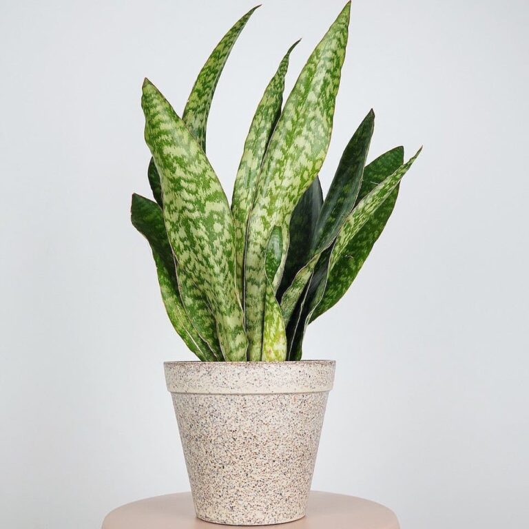Sansevieria Aubrytiana