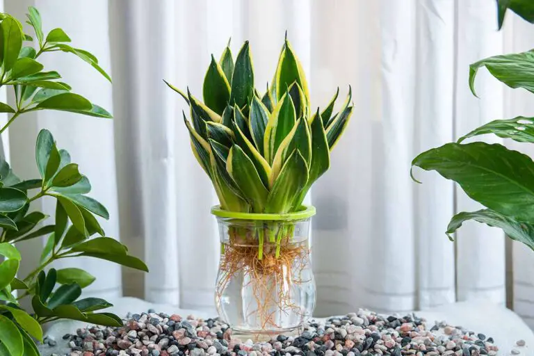 Snake Plant Cuttings with Roots in Water