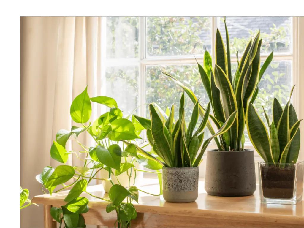 Is The Snake Plant Toxic? And Why?