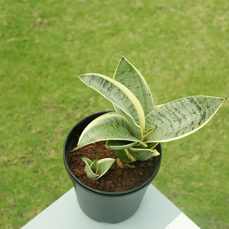 buy sansevieria snake plant mini online india
