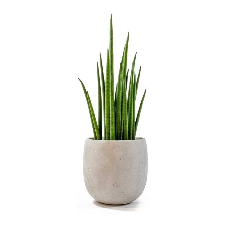 sansevieria bacularis mikado amber grey plant pot 1200x