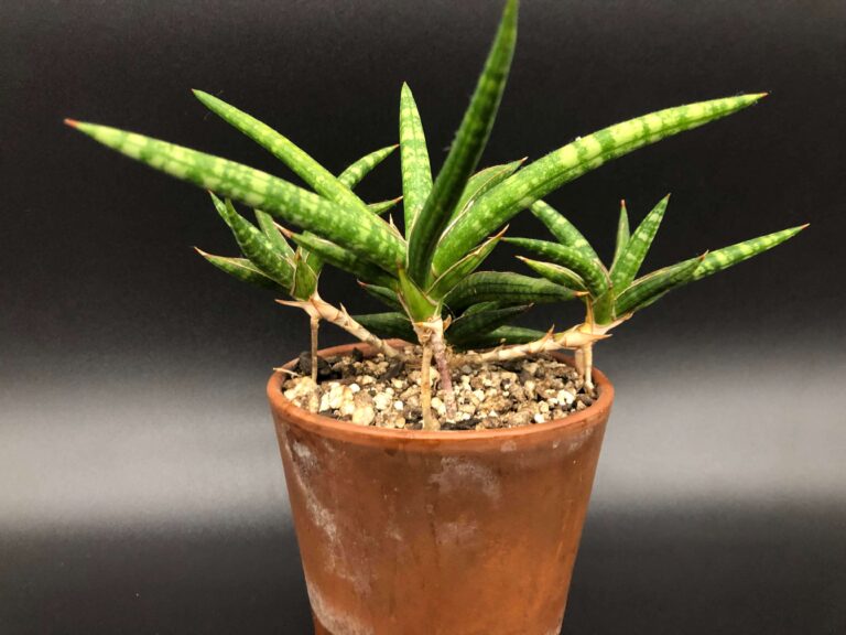 sansevieria ballyi v0 2i102p9zw8ob1 1