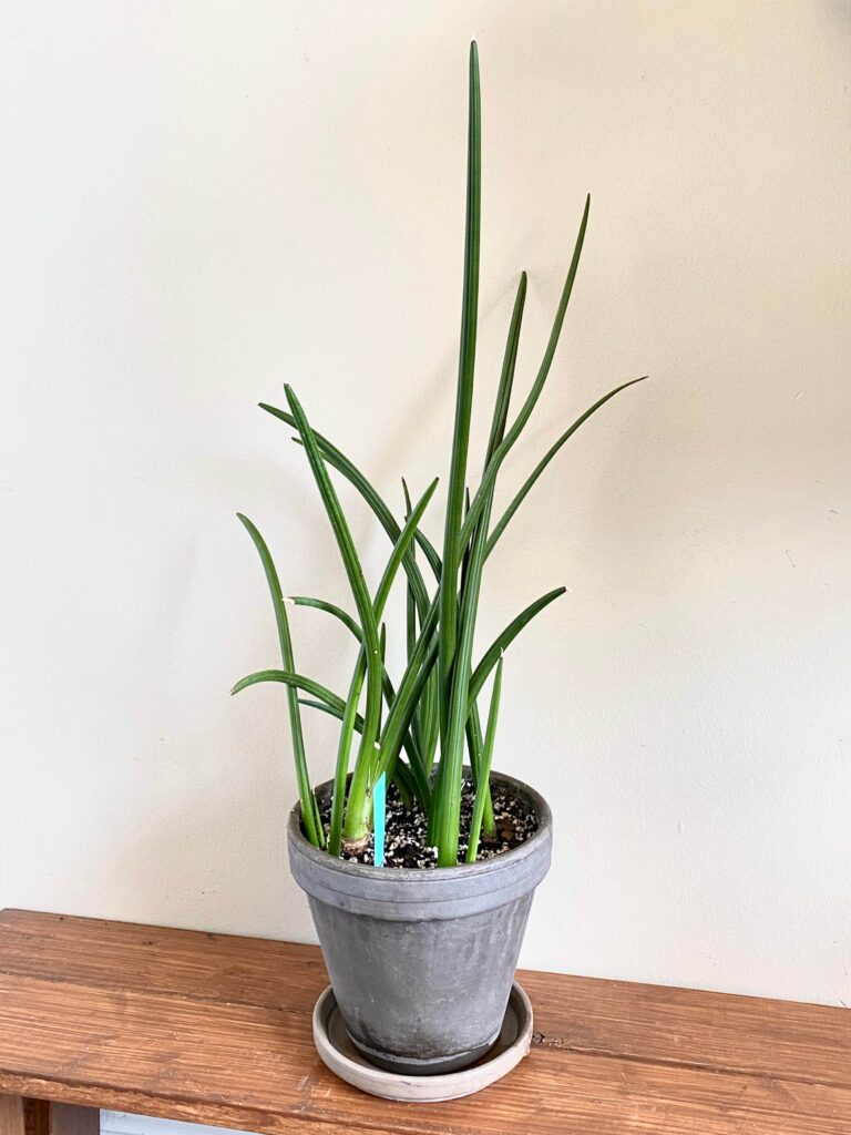 sansevieria canaliculata v0 c2ia79el6e791 1
