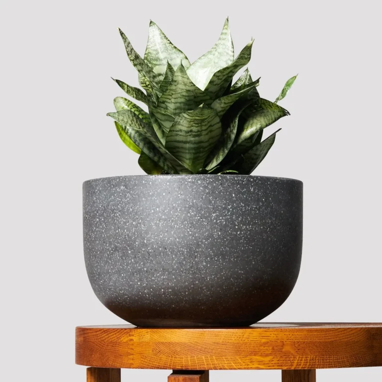 sansevieria hahnii 452102 73911a18 15a0 48b0 872e 5f007203df28.jpg 1