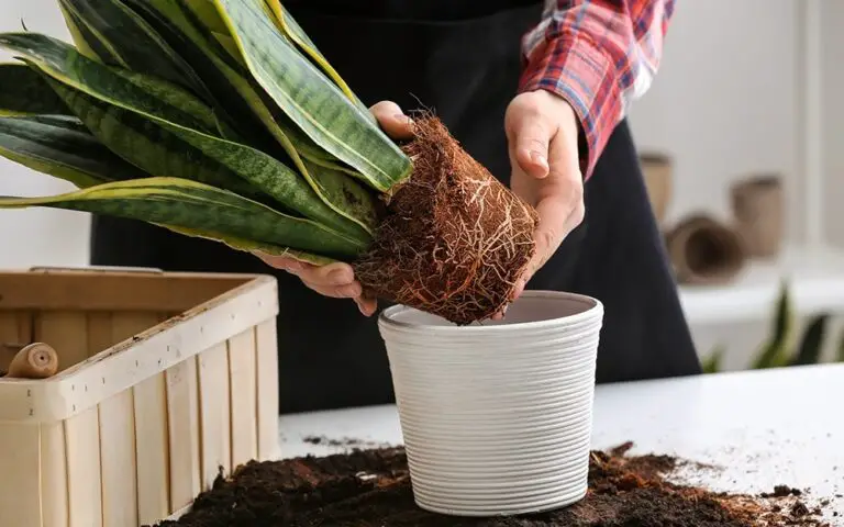 how to grow and maintain snake plants section 3
