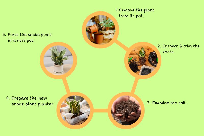Repotting A Snake Plant (Mother In Law’s Tongue) in 5 Easy Steps Repotting a snake plant in 5 Easy Steps